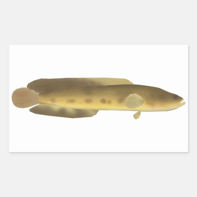 Orangespotted Snakehead Rectangular Sticker (Front)