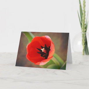Orangey Red Tulip Note Card