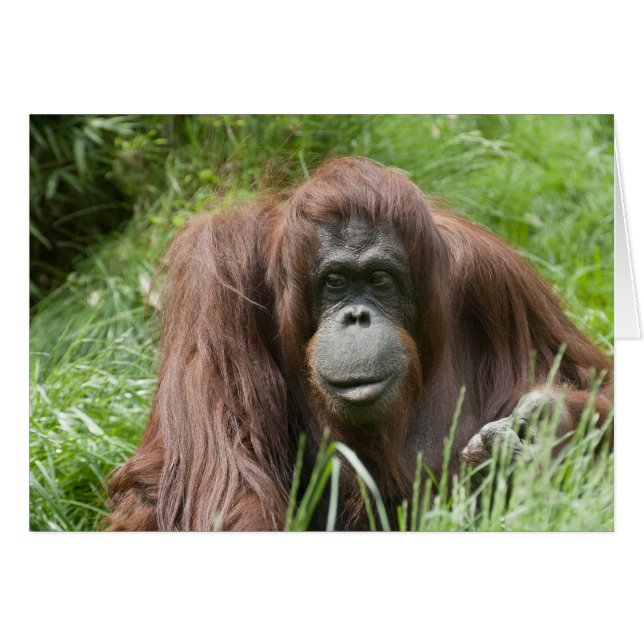 Orangutan (Front Horizontal)