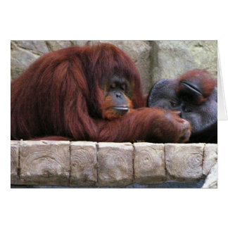 Orangutan