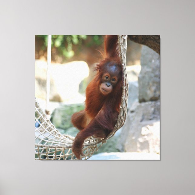 OrangUtan 001 Canvas Print (Front)