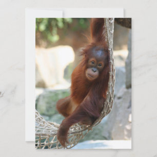 OrangUtan 001 Holiday Card