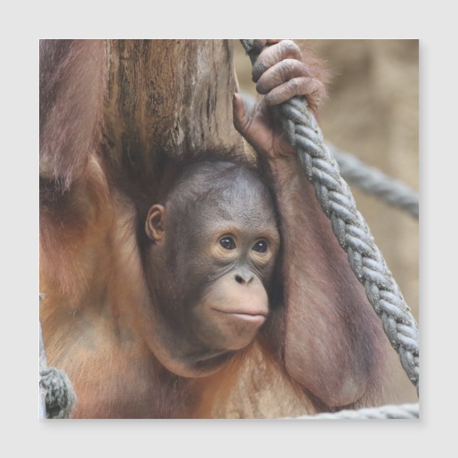 OrangUtan 002 (Front)