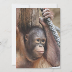 OrangUtan 002 Holiday Card