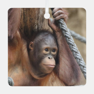 OrangUtan 002 Metal Tree Decoration