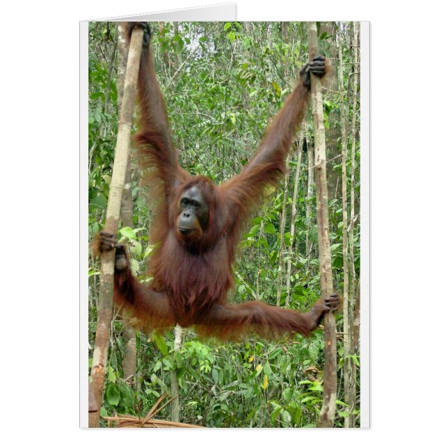 Orangutan a hangin' (Front)