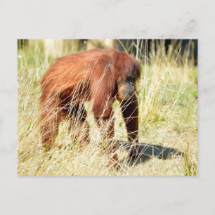 Orangutan among tall grasses holiday postcard