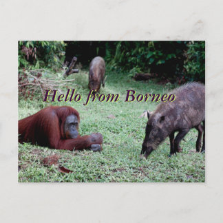 Orangutan Animal Borneo Postcard