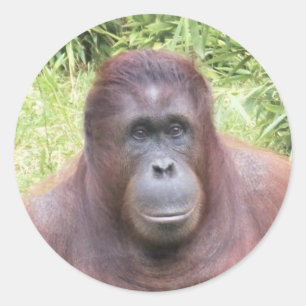 Orangutan Animal Portrait Photo Classic Round Sticker