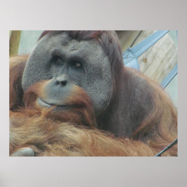 Orangutan, Ape, Monkey, Animal, Nature Wall Poster (Front)