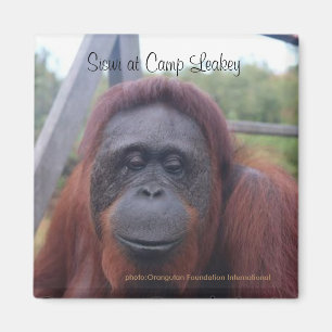 Orangutan at Camp Leakey, Kalimantan Borneo Magnet