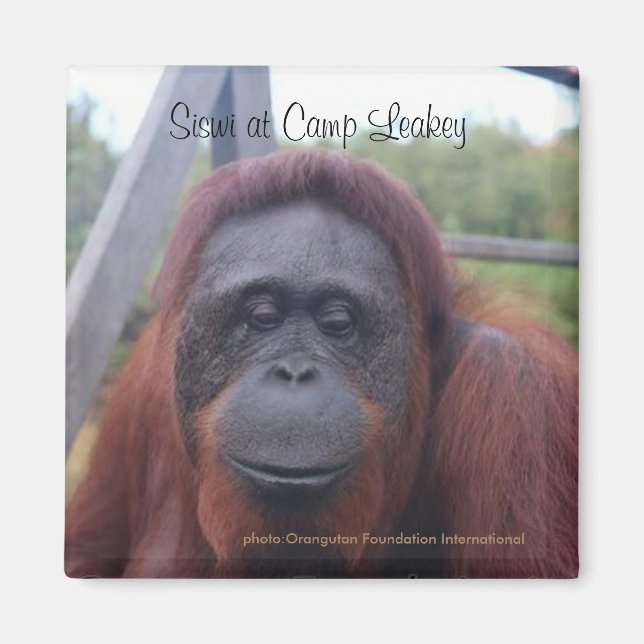 Orangutan at Camp Leakey, Kalimantan Borneo Magnet (Front)