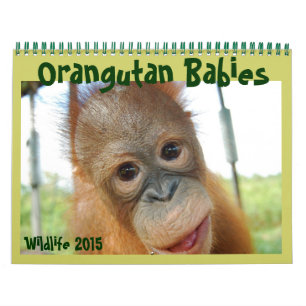 Orangutan Babies Calendar