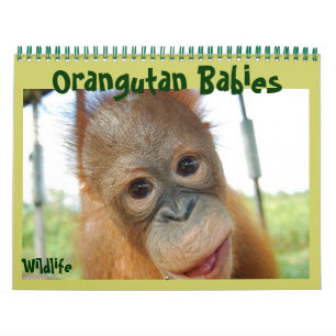Orangutan Babies Calendar