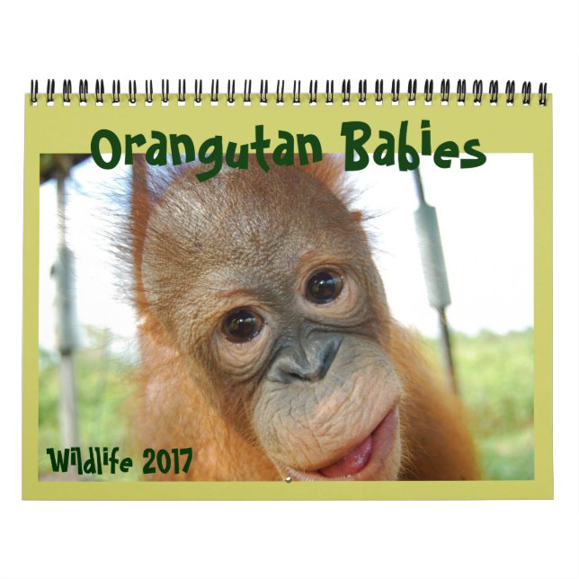 Orangutan Babies Calendar (Cover)
