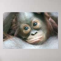 Orangutan Baby Clinging To His Mother