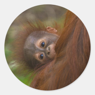 Orangutan Baby Having A Peek Classic Round Sticker
