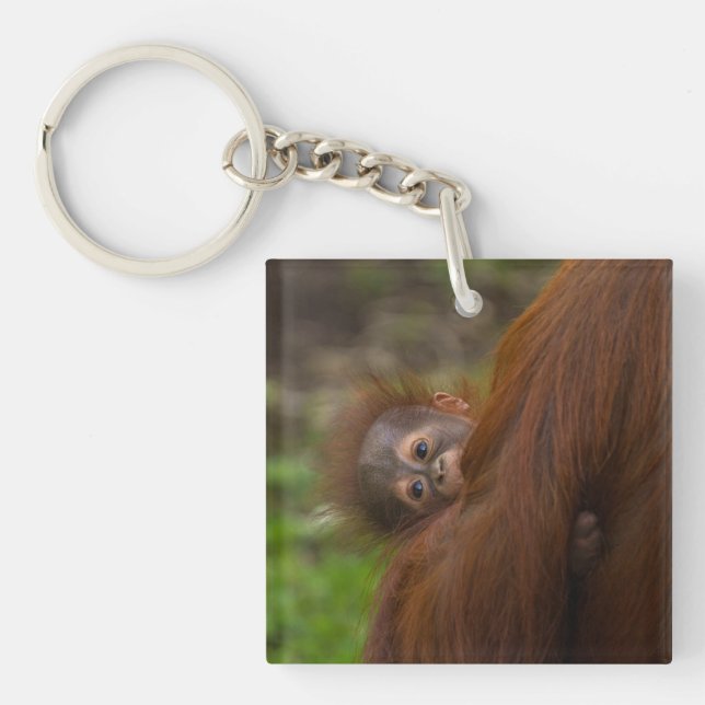 Orangutan Baby Having A Peek Key Ring (Front)
