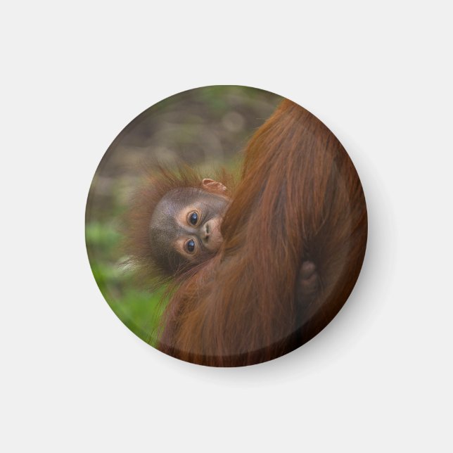 Orangutan Baby Having A Peek Magnet (Front)