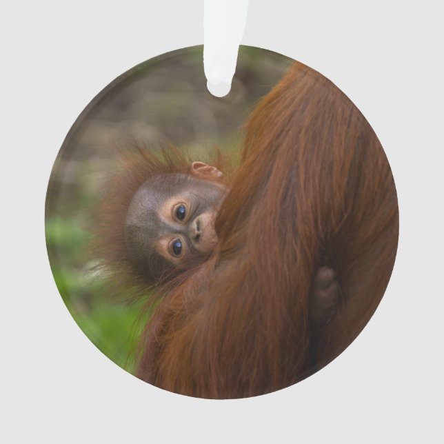 Orangutan Baby Having A Peek Ornament (Front)
