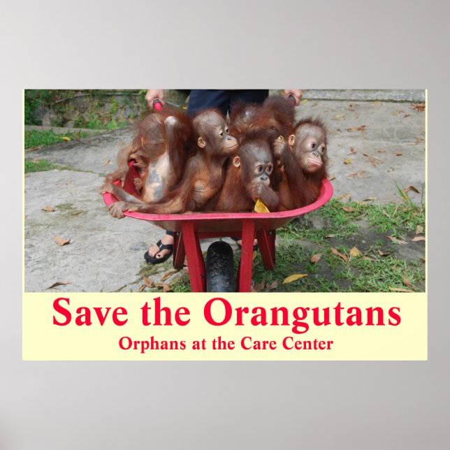 Orangutan Baby Orphans Go to School Poster (Front)