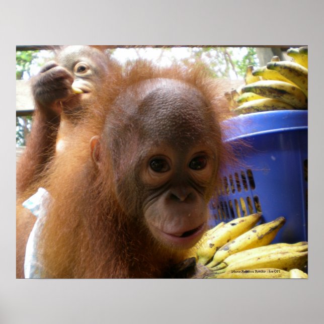 Orangutan Baby Poster (Front)