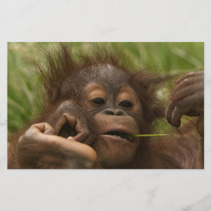 Orangutan Baby Stationery