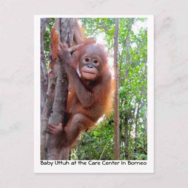 Orangutan Baby Uttuh in Rainforest Postcard (Front)