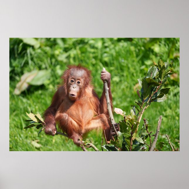 Orangutan Baby's Hoots Poster (Front)