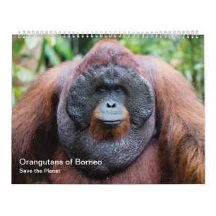 Orangutan calendar