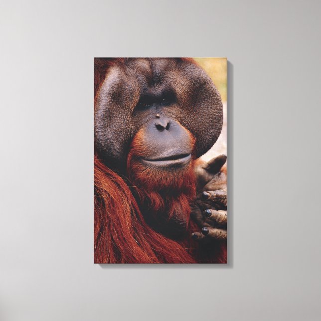 Orangutan Canvas Print (Front)