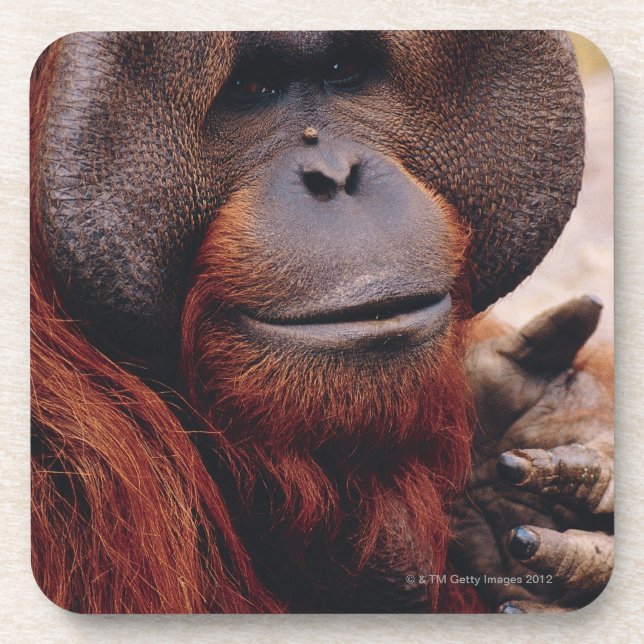 Orangutan Coaster (Front)