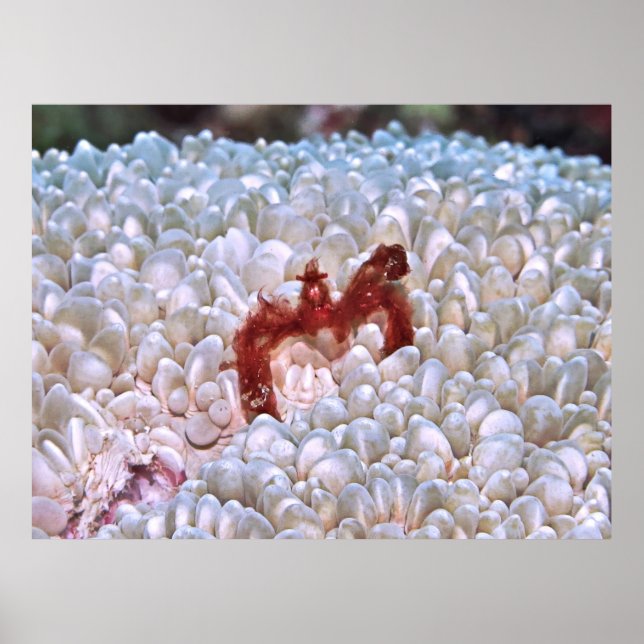 Orangutan Crab Gilis Poster (Front)