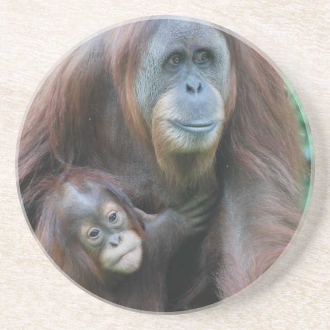 Orangutan Family Coaster (Front)