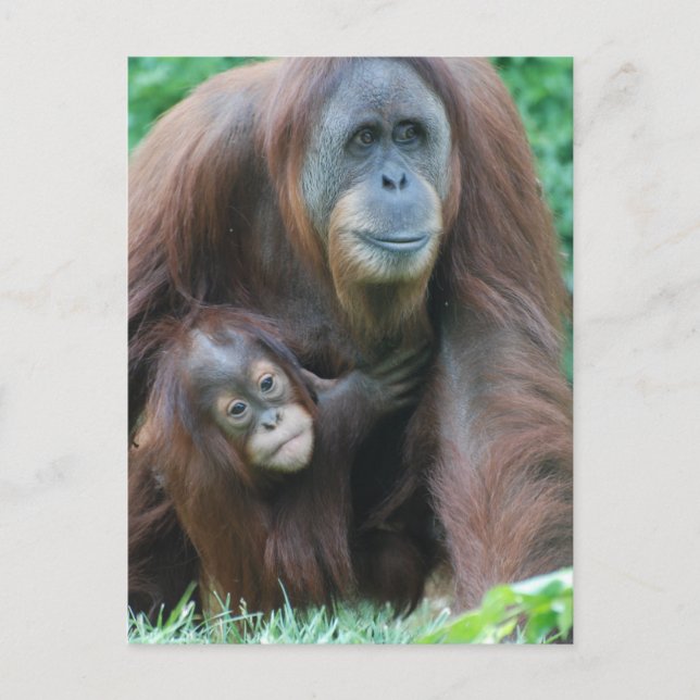 Orangutan Family  Postcard (Front)