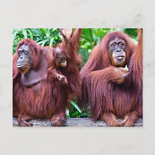 Orangutan from Singapore zoo Postcard (Front)