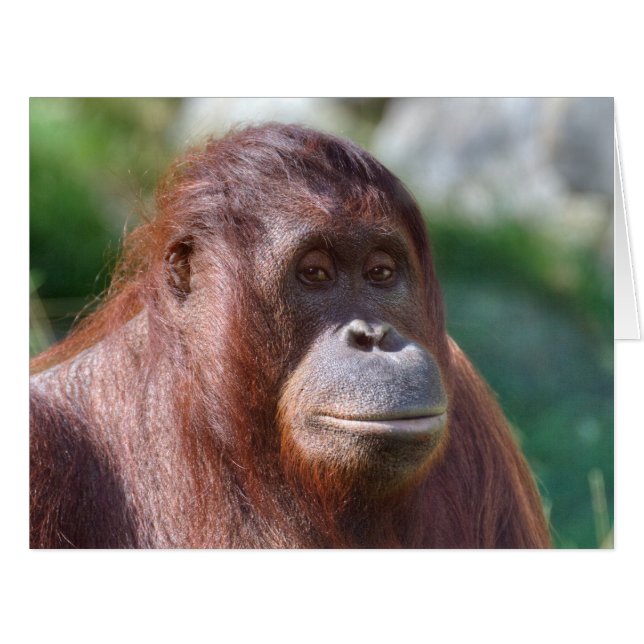 Orangutan Girl (Front Horizontal)