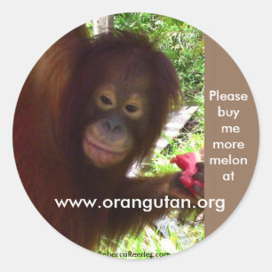 Orangutan goes Ape for Watermelon Classic Round Sticker