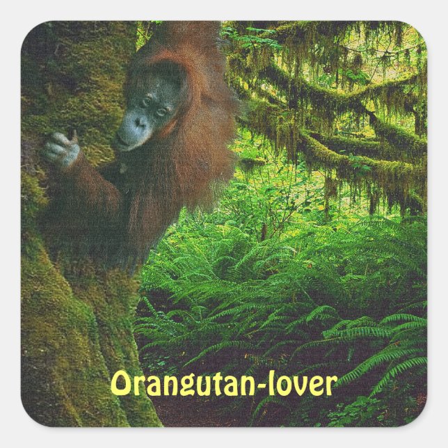 Orangutan Great Ape Primate Stickers (Front)