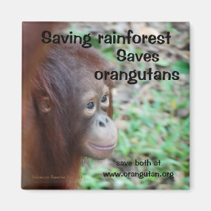 Orangutan Habitat Magnet