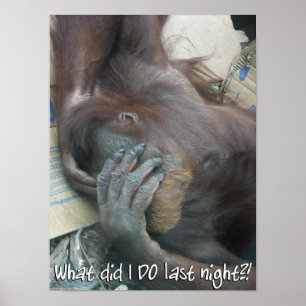 Orangutan Hangover Poster