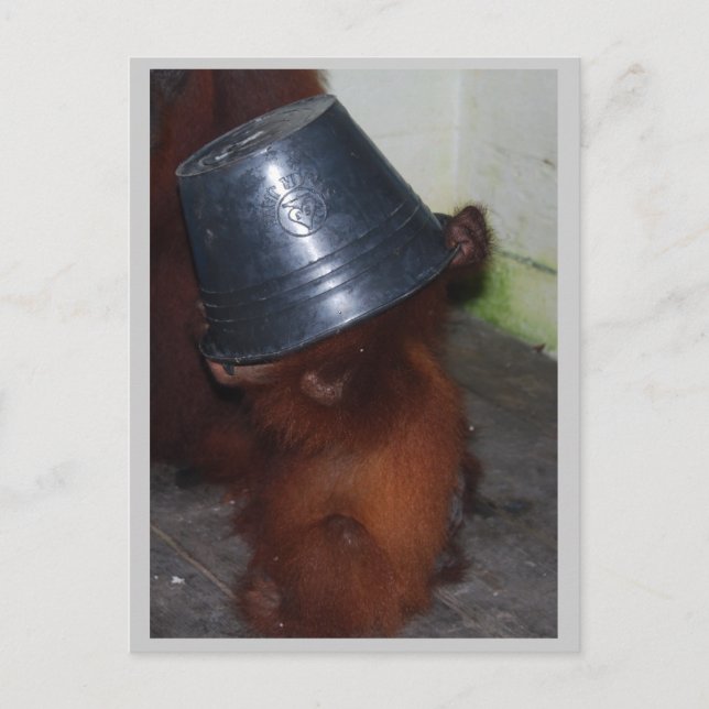 Orangutan Hide and Seek Postcard (Front)