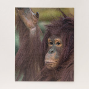 Orangutan Kayan Jigsaw Puzzle