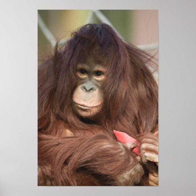 Orangutan Kayan Poster (Front)