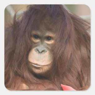 Orangutan Kayan Square Sticker