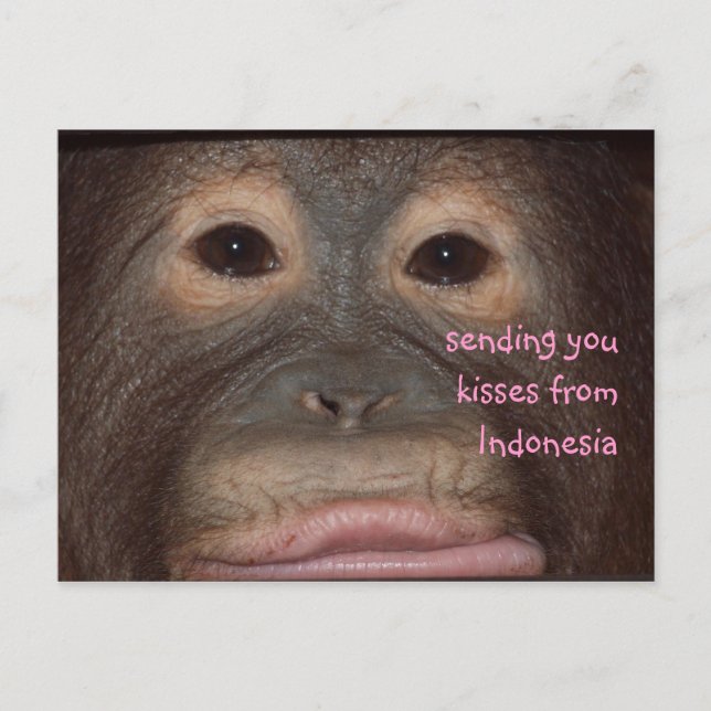 Orangutan Kisses Hello from Indonesia Postcard (Front)