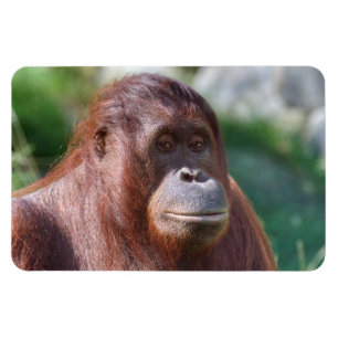Orangutan Lady Magnet