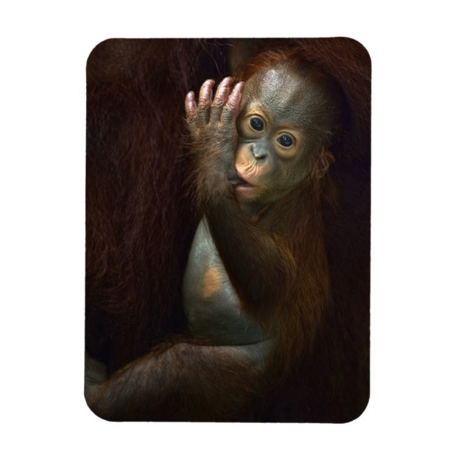 Orangutan Magnet (Vertical)