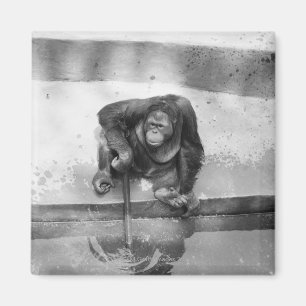 Orangutan Magnet