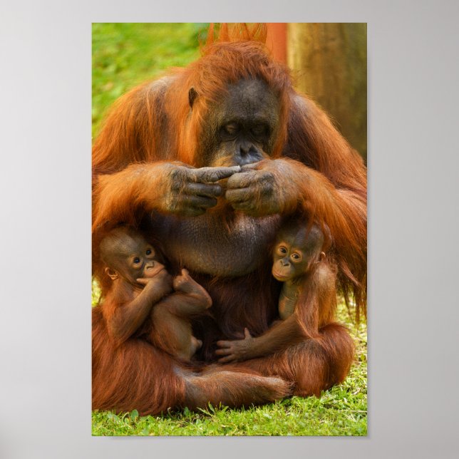 Orangutan Mother and Babies Poster (Front)